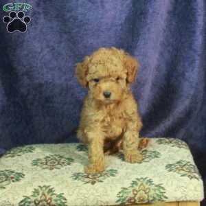 Luke, Miniature Poodle Puppy