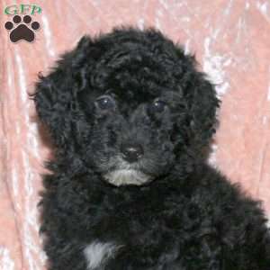 Luke, Miniature Poodle Puppy