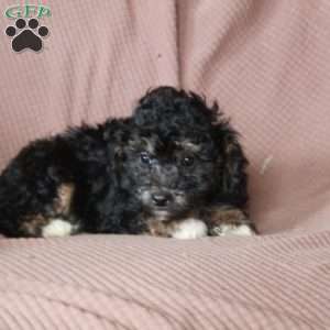 Luke, Mini Goldendoodle Puppy