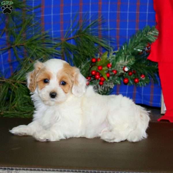 Luke, Maltipoo Puppy