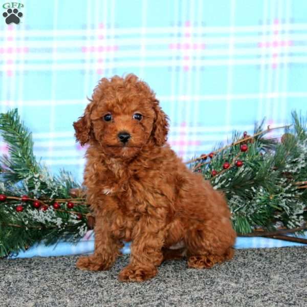 Luke, Miniature Poodle Puppy