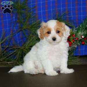 Luke, Maltipoo Puppy