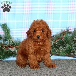 Luke, Miniature Poodle Puppy