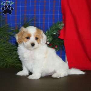 Luke, Maltipoo Puppy