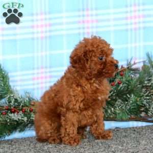 Luke, Miniature Poodle Puppy