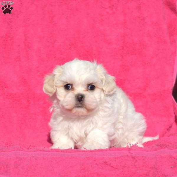 Lulu, Teddy Bear Puppy