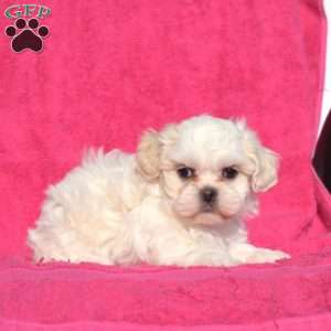 Lulu, Teddy Bear Puppy