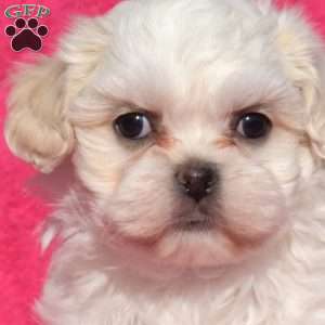 Lulu, Teddy Bear Puppy