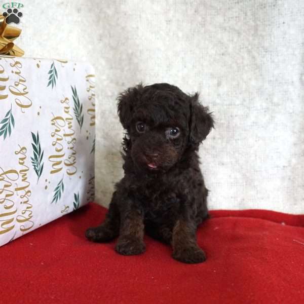 Lulu, Toy Poodle Puppy