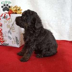 Lulu, Toy Poodle Puppy