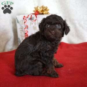 Lulu, Toy Poodle Puppy
