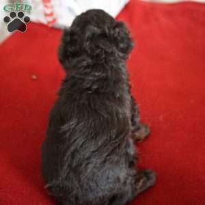 Lulu, Toy Poodle Puppy