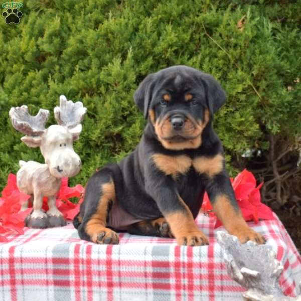 Luna, Rottweiler Puppy