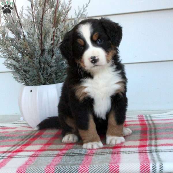 Luna, Bernese Mountain Dog Puppy