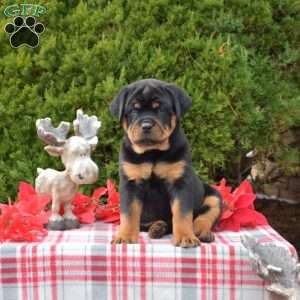 Luna, Rottweiler Puppy