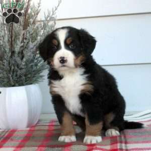 Luna, Bernese Mountain Dog Puppy