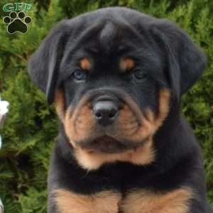 Luna, Rottweiler Puppy