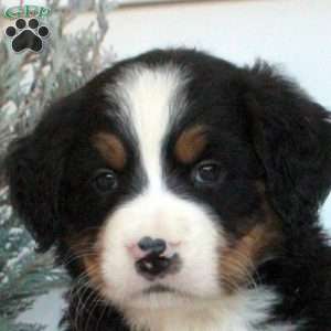 Luna, Bernese Mountain Dog Puppy