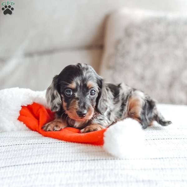 Luna, Dachshund Puppy