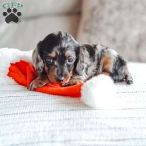 Luna, Dachshund Puppy