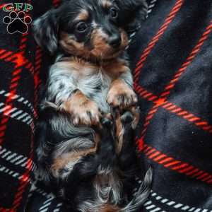 Luna, Dachshund Puppy