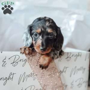 Luna, Dachshund Puppy