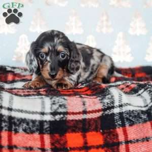 Luna, Dachshund Puppy