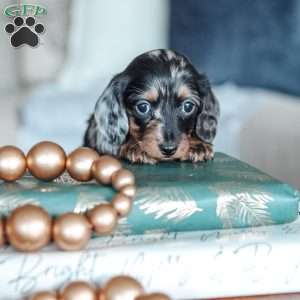 Luna, Dachshund Puppy