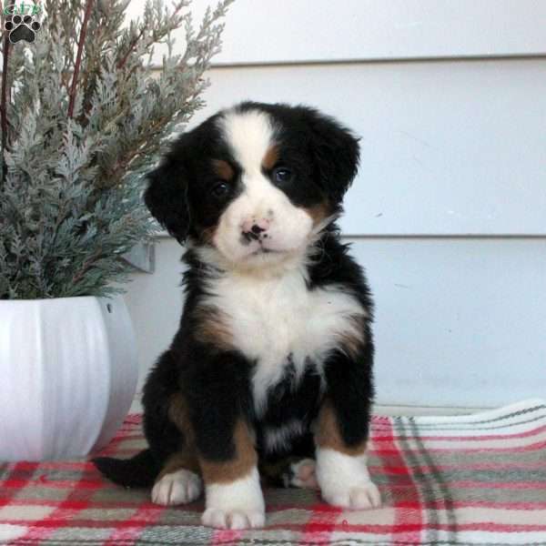 Lydia, Bernese Mountain Dog Puppy