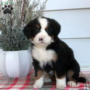 Lydia, Bernese Mountain Dog Puppy
