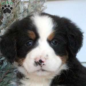 Lydia, Bernese Mountain Dog Puppy