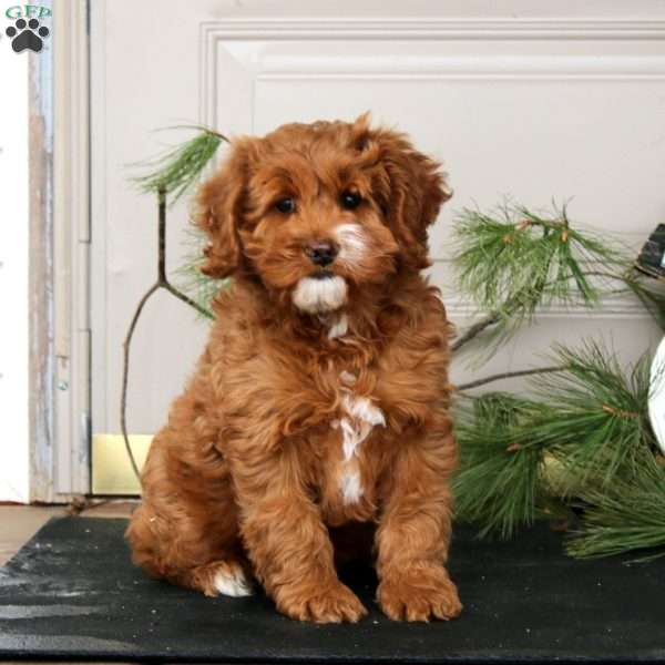 Lylah, Cockapoo Puppy