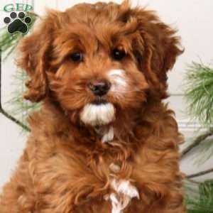 Lylah, Cockapoo Puppy