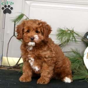 Lylah, Cockapoo Puppy