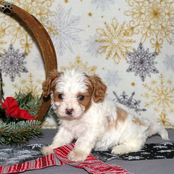 Lyric, Cavapoo Puppy