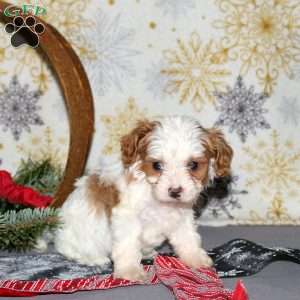 Lyric, Cavapoo Puppy
