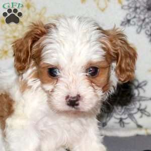 Lyric, Cavapoo Puppy