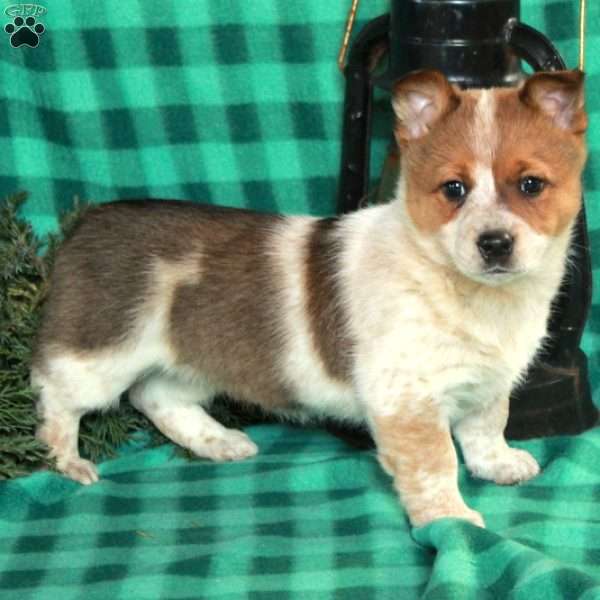 Mabel, Welsh Corgi Mix Puppy