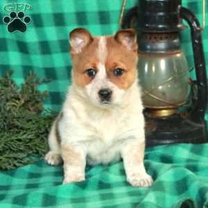 Mabel, Welsh Corgi Mix Puppy