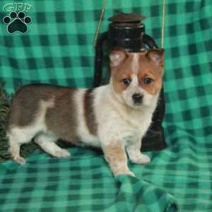 Mabel, Welsh Corgi Mix Puppy