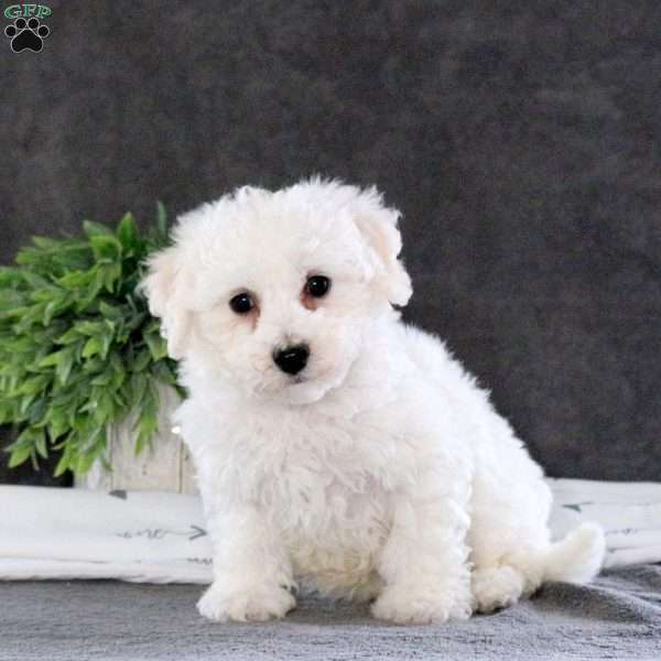 Mack, Bichon Frise Puppy