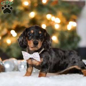 Macy, Dachshund Puppy