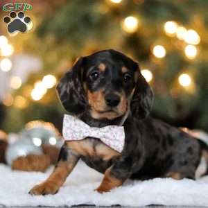 Macy, Dachshund Puppy