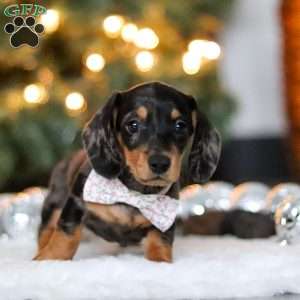 Macy, Dachshund Puppy