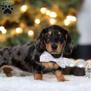 Macy, Dachshund Puppy