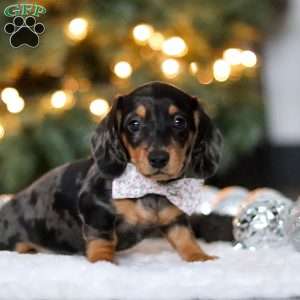 Macy, Dachshund Puppy