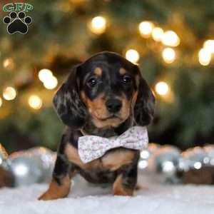 Macy, Dachshund Puppy