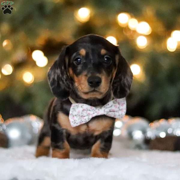 Macy, Dachshund Puppy