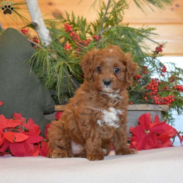 Macy, Cavapoo Puppy