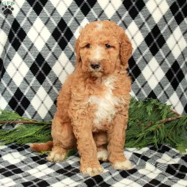 Macy, Goldendoodle Puppy